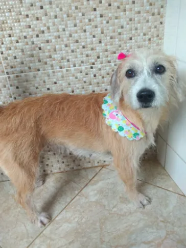 Cachorro raça SRD idade 7 a 11 meses nome Cães