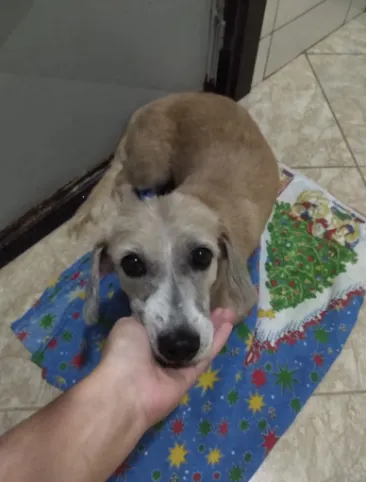Cachorro raça SRD idade 7 a 11 meses nome Cães