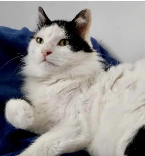 Gato ra a Srd  idade 1 ano nome Merlin peludo lindo 