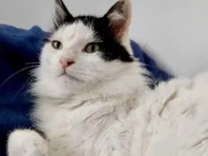 Gato raça Srd  idade 1 ano nome Merlin peludo lindo 