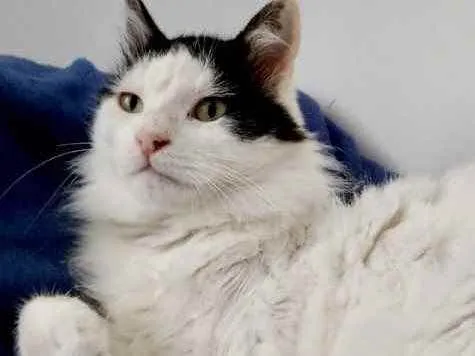 Gato ra a Srd  idade 1 ano nome Merlin peludo lindo 
