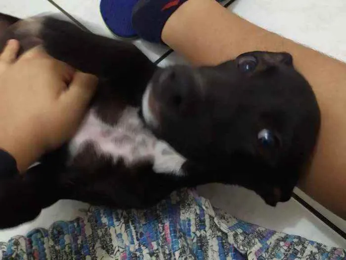 Cachorro ra a pitlata idade 2 a 6 meses nome hades