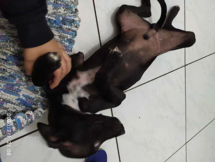 Cachorro ra a pitlata idade 2 a 6 meses nome hades