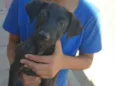 Cães