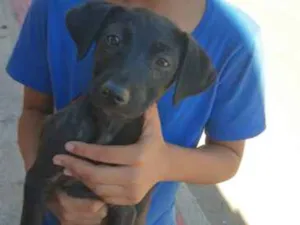 Cachorro raça SRD idade 7 a 11 meses nome Cães