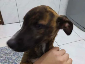 Cachorro raça pit lata idade 2 a 6 meses nome bruce