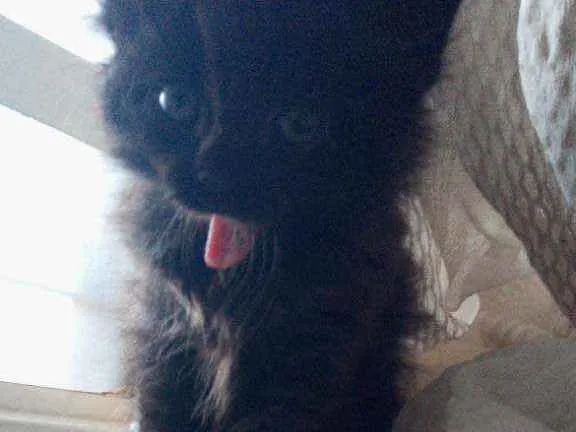 Gato ra a Siamês com viralata idade Abaixo de 2 meses nome não tem nome ainda