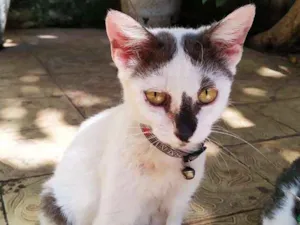 Gato raça sem raça definida idade 7 a 11 meses nome Nino