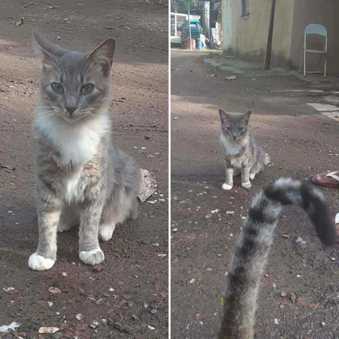 Gato ra a Srd idade 1 ano nome Juca
