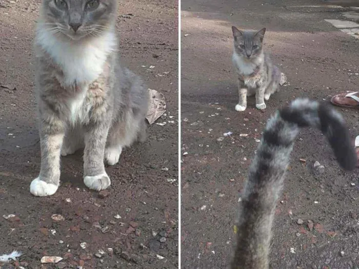 Gato ra a Srd idade 1 ano nome Juca