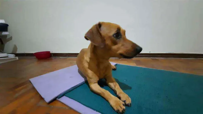 Cachorro ra a Srd idade 3 anos nome Cora