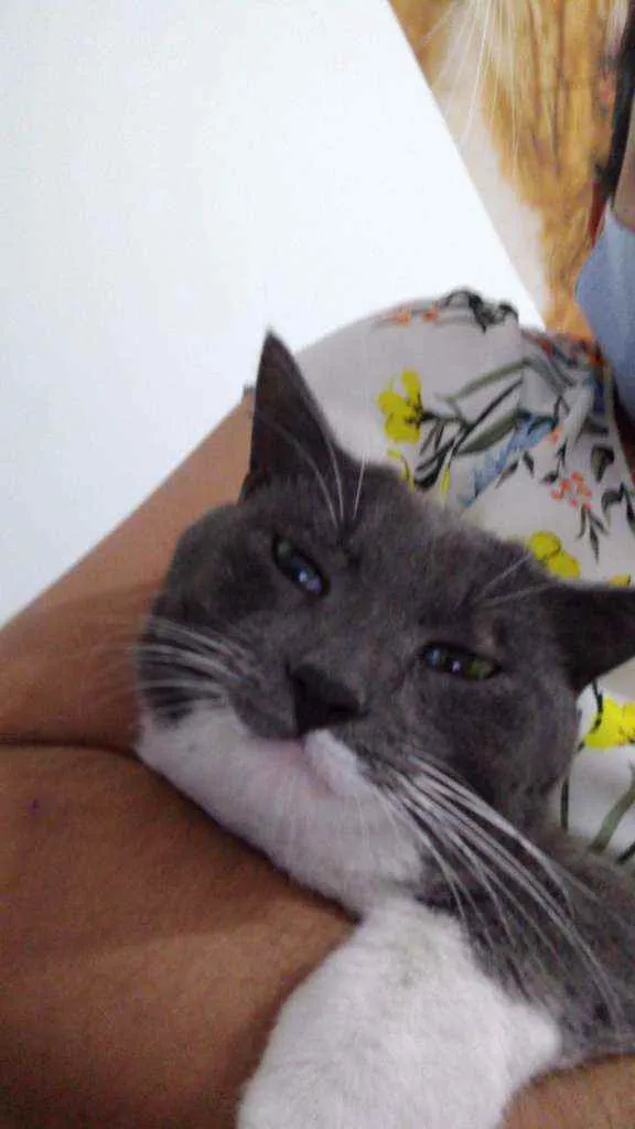Gato ra a Srd idade 1 ano nome Lino