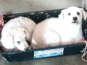 Cachorro raça Poodle  idade 2 anos nome Ted e Luna 
