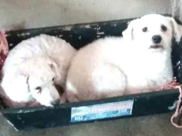 Cachorro ra a Poodle  idade 2 anos nome Ted e Luna 