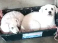 Ted e Luna