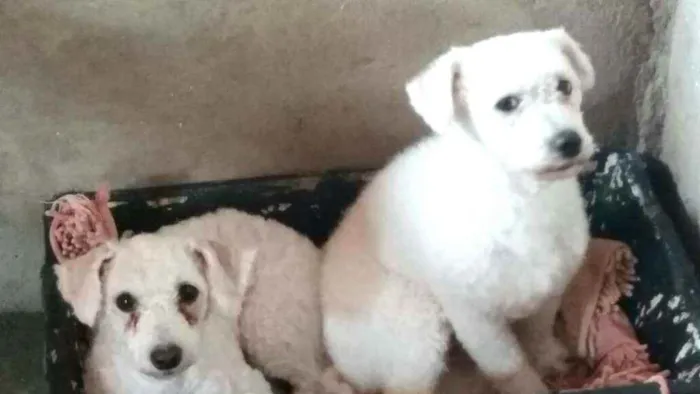 Cachorro ra a Poodle  idade 2 anos nome Ted e Luna 