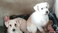 Ted e Luna
