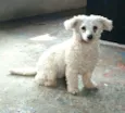 Ted e Luna