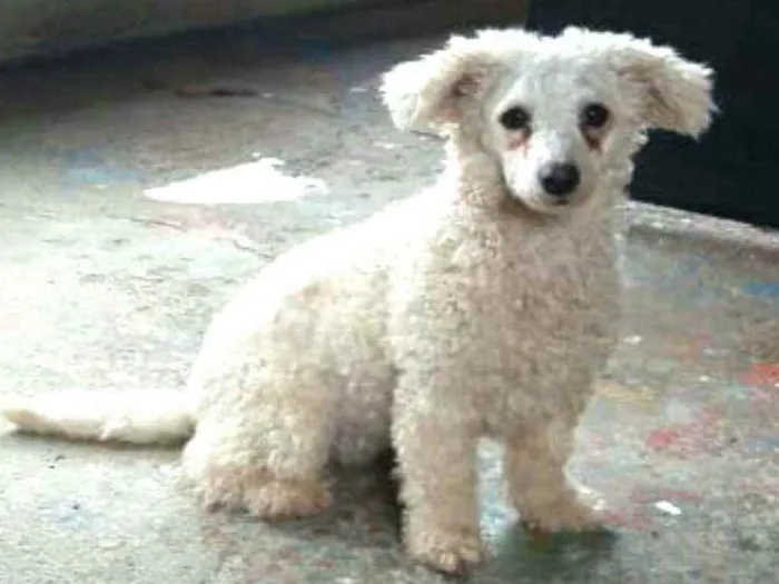 Cachorro ra a Poodle  idade 2 anos nome Ted e Luna 