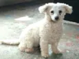 Ted e Luna