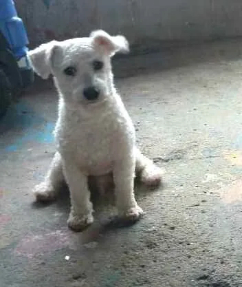 Cachorro ra a Poodle  idade 2 anos nome Ted e Luna 