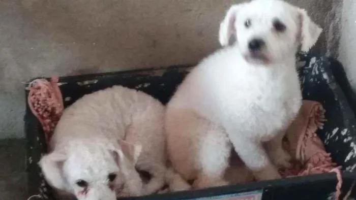 Cachorro ra a Poodle  idade 2 anos nome Ted e Luna 