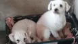 Ted e Luna