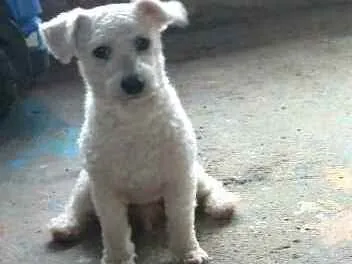 Cachorro ra a Poodle  idade 2 anos nome Ted e Luna 