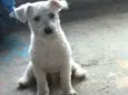 Ted e Luna