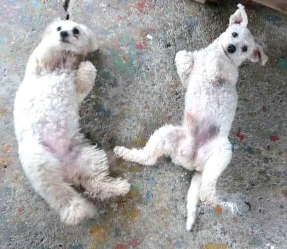 Cachorro ra a Poodle  idade 2 anos nome Ted e Luna 