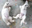 Ted e Luna