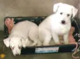 Ted e Luna