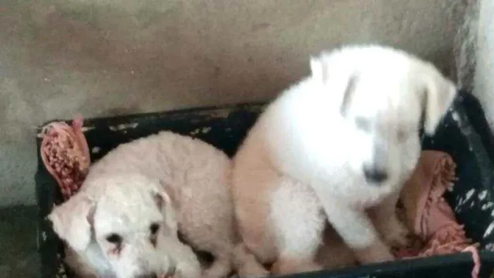 Cachorro ra a Poodle  idade 2 anos nome Ted e Luna 