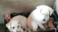 Ted e Luna