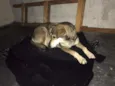 Bolinha