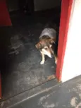 Bolinha