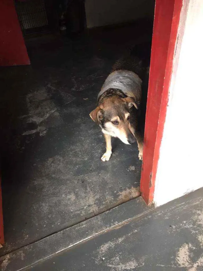 Cachorro ra a Srd idade 2 anos nome Bolinha