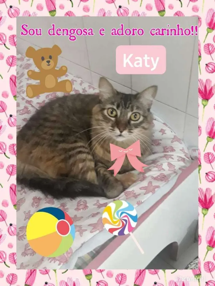 Gato raça SRD idade 4 anos nome KATTY