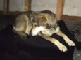 Bolinha