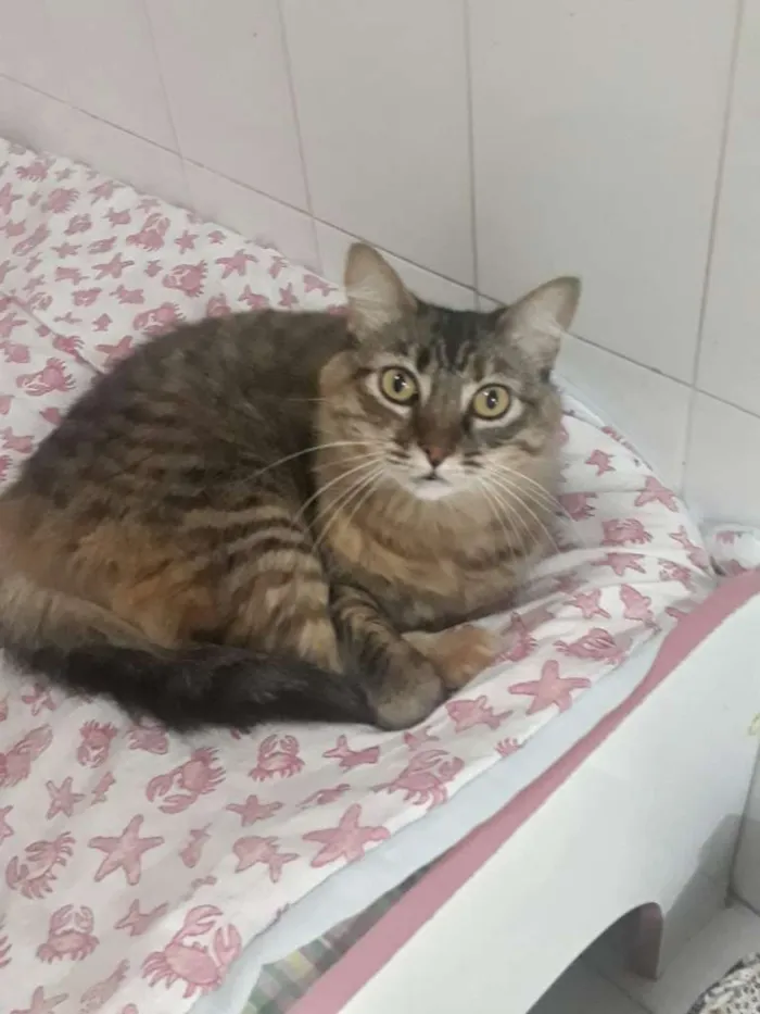 Gato raça SRD idade 4 anos nome KATTY