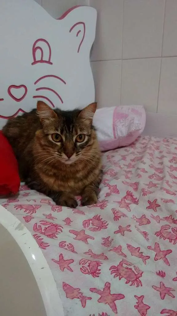 Gato raça SRD idade 4 anos nome KATTY