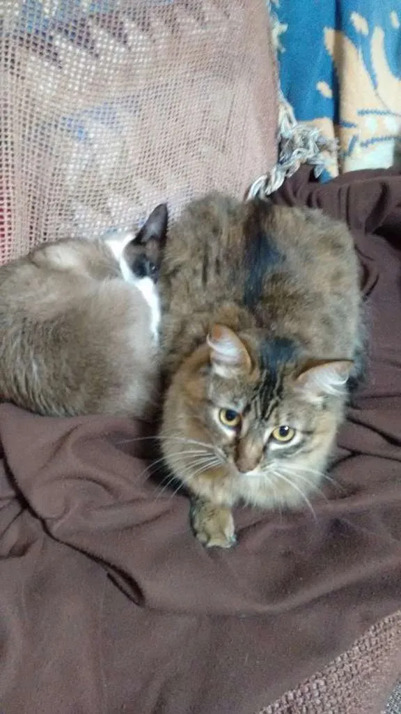 Gato raça SRD idade 4 anos nome KATTY