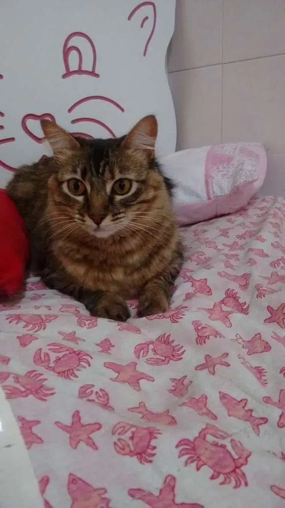 Gato raça SRD idade 4 anos nome KATTY