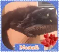 MUSTAFA