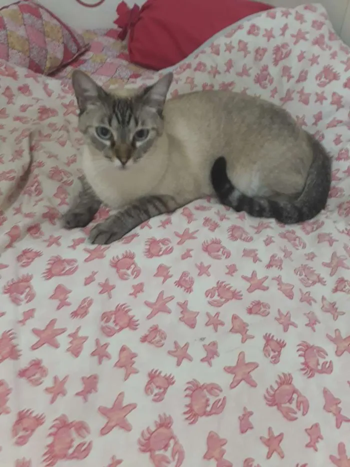 Gato ra a SRD idade 3 anos nome BARNEY 