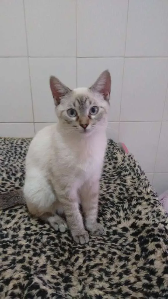 Gato ra a SRD idade 3 anos nome BARNEY 