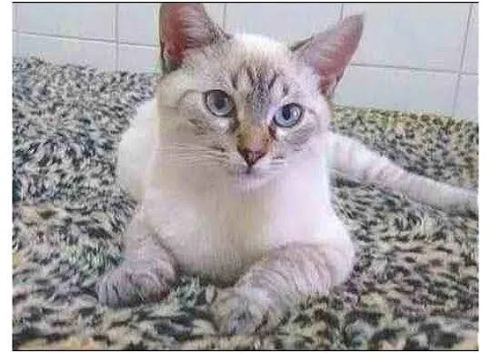 Gato ra a SRD idade 3 anos nome BARNEY 