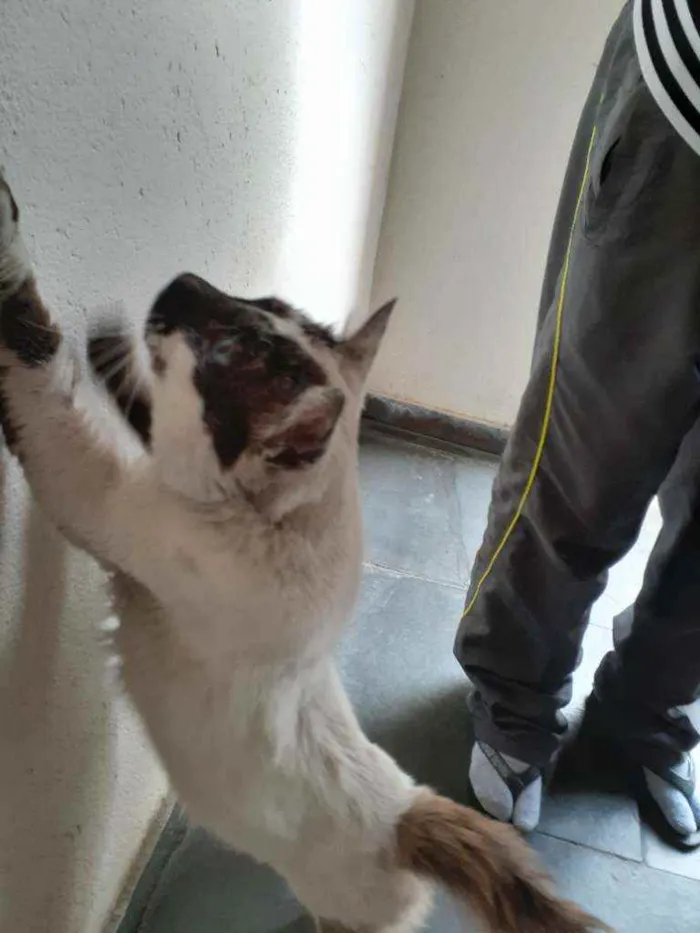 Gato ra a Ciames  idade 1 ano nome Sem nome