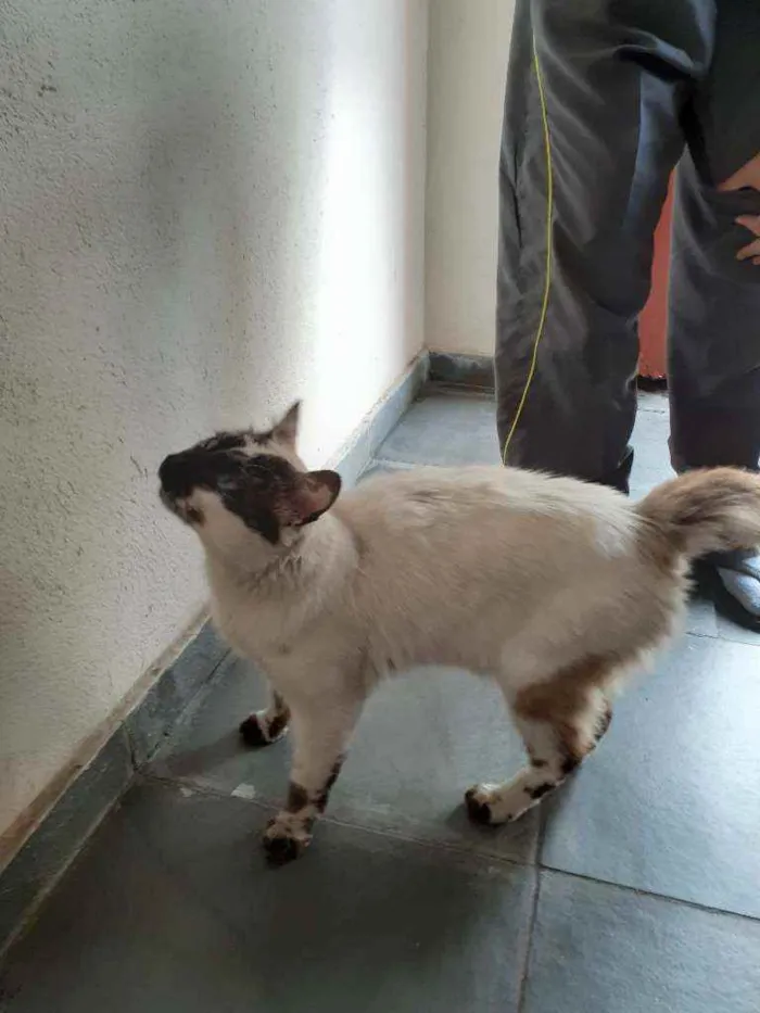 Gato ra a Ciames  idade 1 ano nome Sem nome