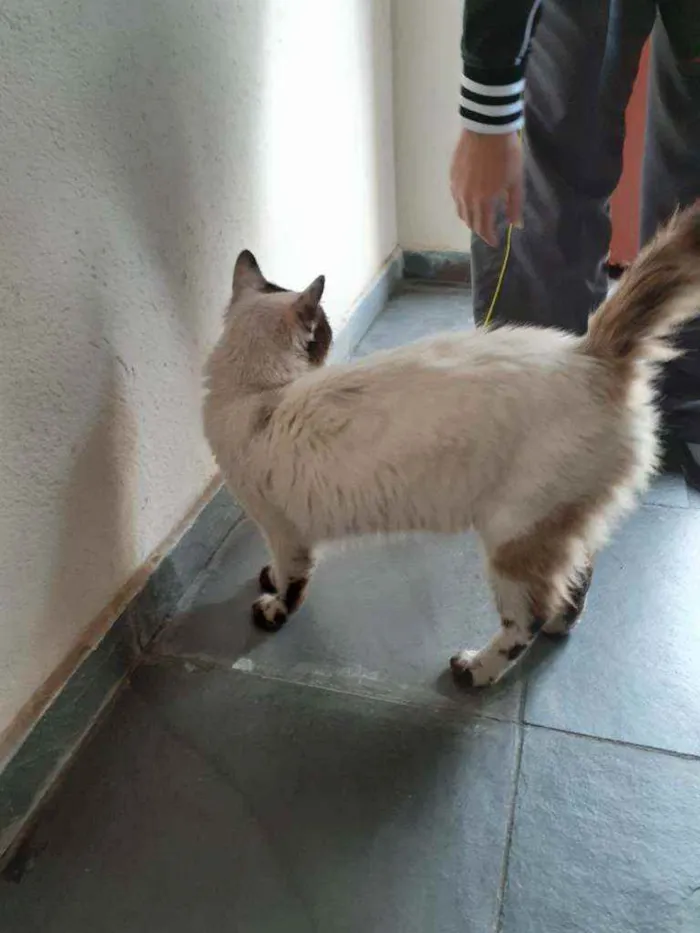 Gato ra a Ciames  idade 1 ano nome Sem nome